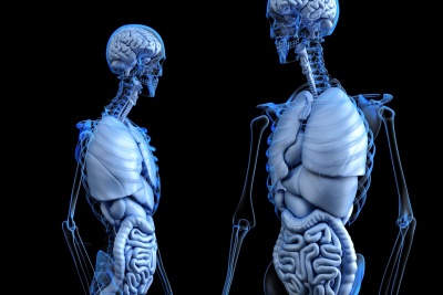 Dream interpretation: internal organs in a dream