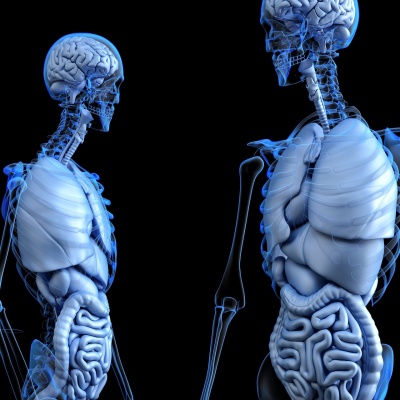 Dream interpretation: internal organs in a dream