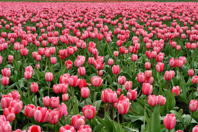 Dream interpretation tulips in a dream