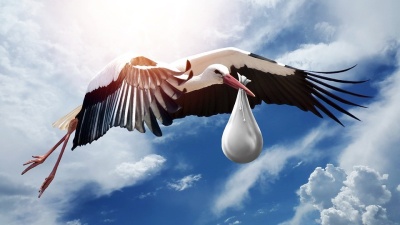 Dream interpretation stork dream Dream interpretation
