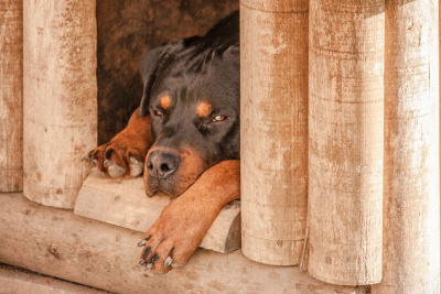 Dream interpretation booth kennel is dreamed Interpretation of a dream