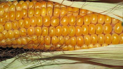 Dream book seeing corn in a dream