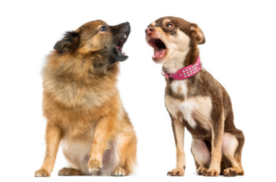 Dream interpretation barking barking in a dream Meaning of the dream
