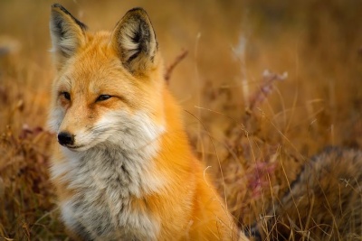 Dream book fox dream Dream interpretation