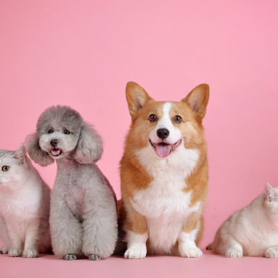 What does a dog in a dream mean, spiritual meaning of a dog
