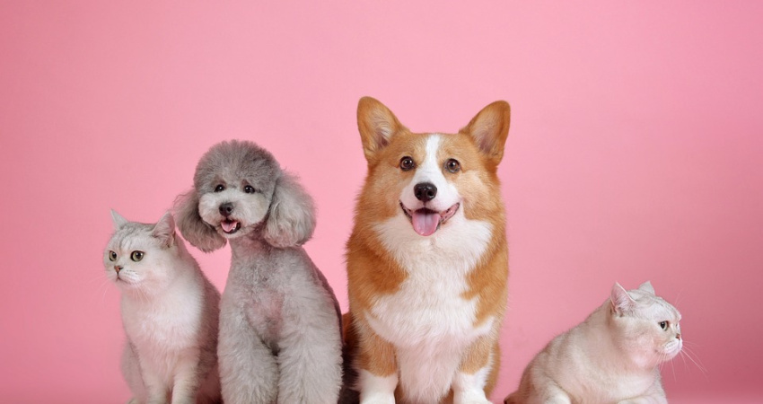 What does a dog in a dream mean, spiritual meaning of a dog