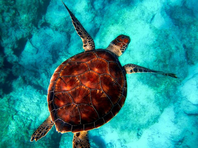 Dream interpretation turtle