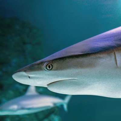 Dream book shark dream Dream interpretation