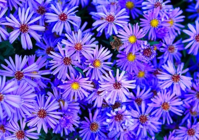 Dream book asters dreamed Interpretation of a dream